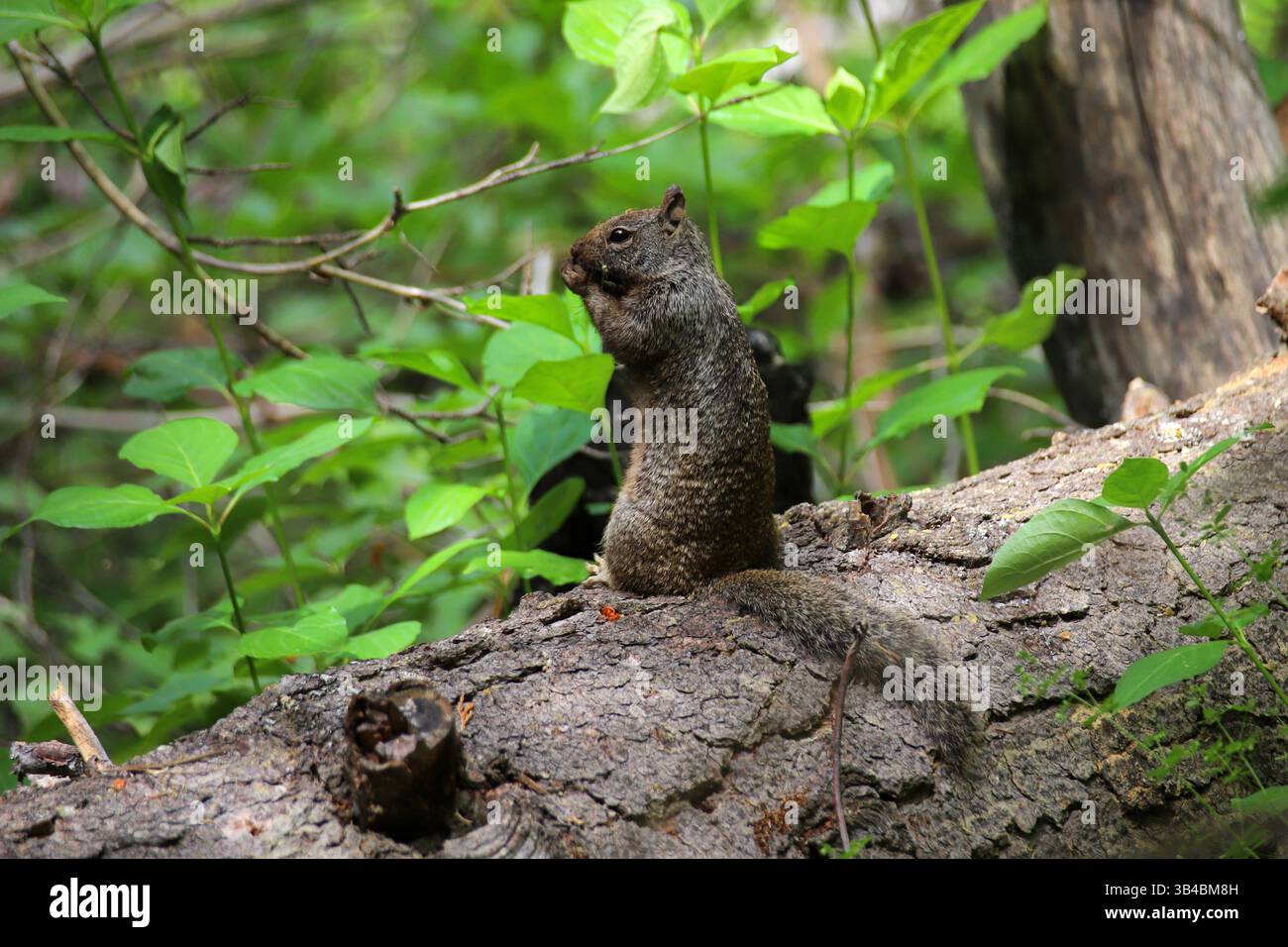 Scoiattolo grigio che mangia seduto sull'albero caduto nella foresta verde, momento naturale della fauna selvatica con vegetazione boschiva in luce soffusa. Foto Stock