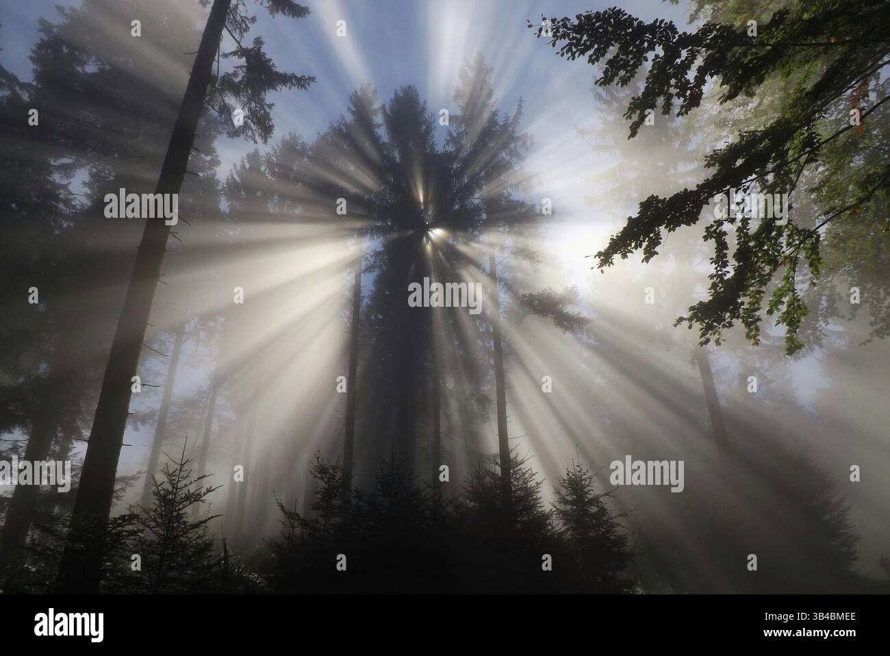 Il sole splende tra gli alberi. In una mattinata nebbiosa in una foresta nell'alta austria, austria, europa Foto Stock