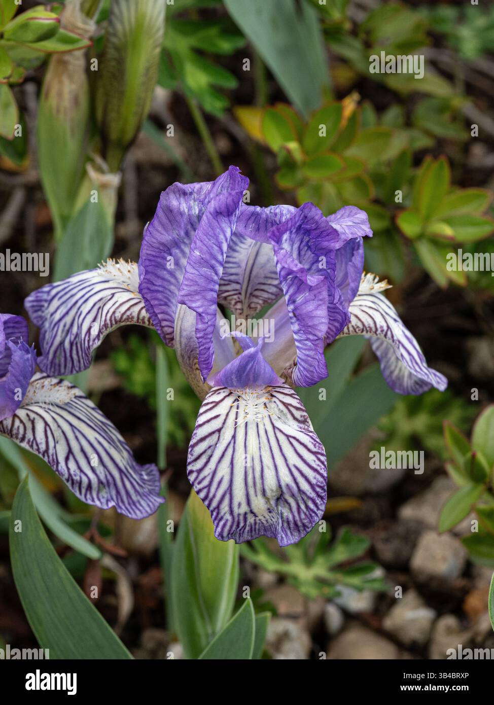 Un primo piano dei fiori blu e bianchi della nana Iris Scribe Foto Stock