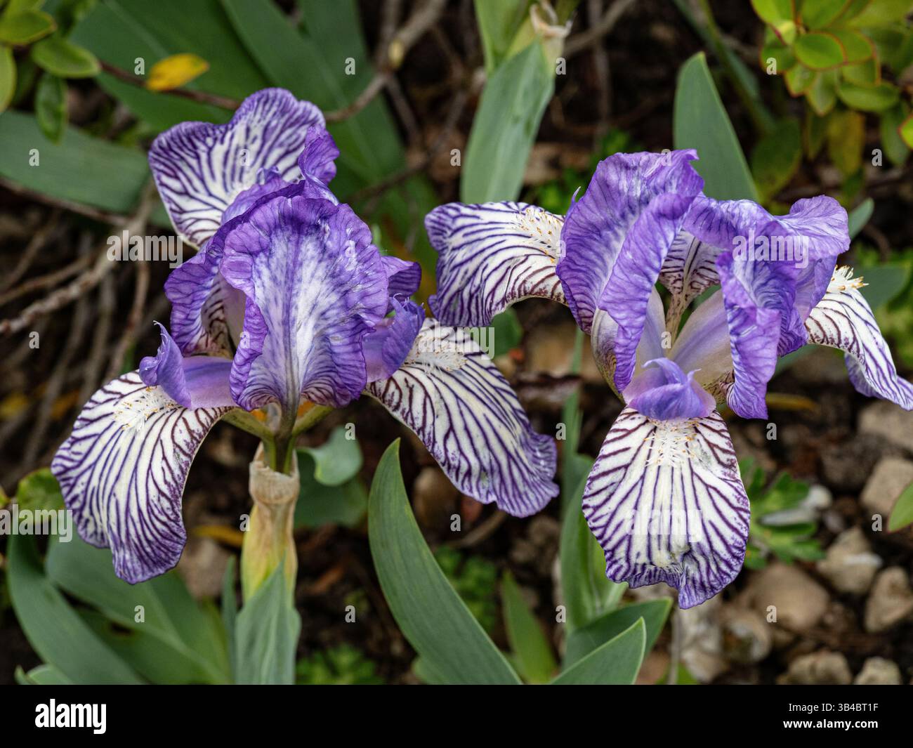 Un primo piano dei fiori blu e bianchi della nana Iris Scribe Foto Stock