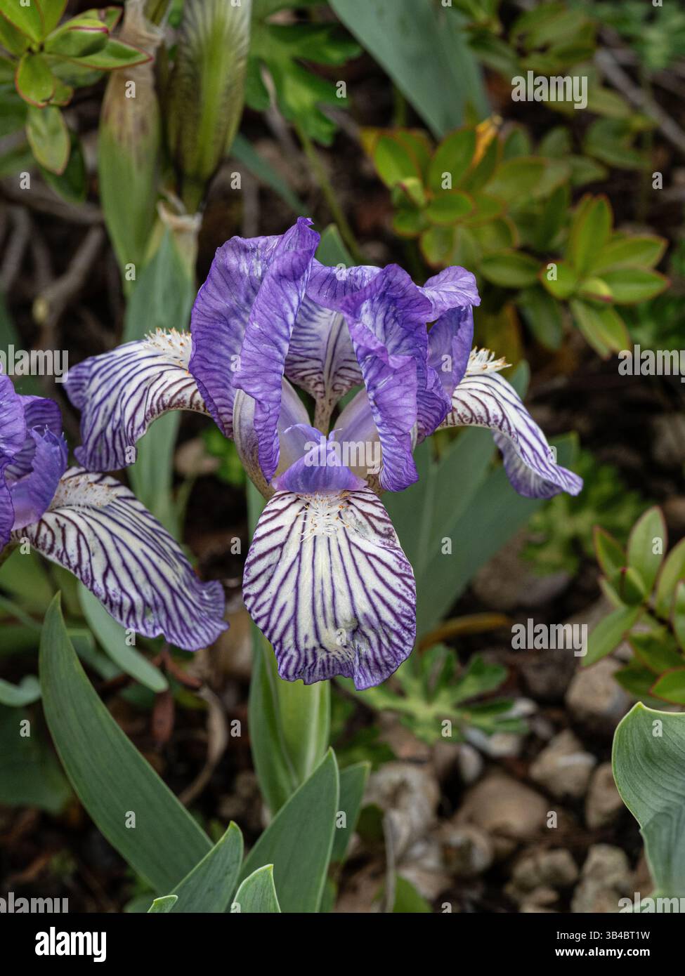 Un primo piano dei fiori blu e bianchi della nana Iris Scribe Foto Stock