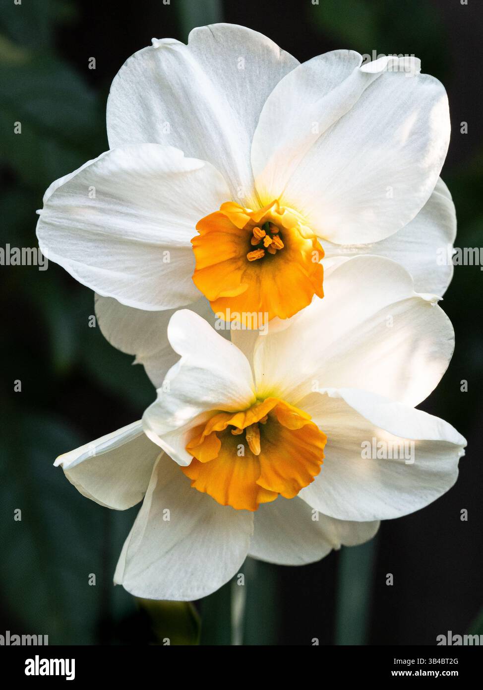 Un paio di fiori gialli e bianchi del cimelio del narciso Narciso "Geranium" Foto Stock