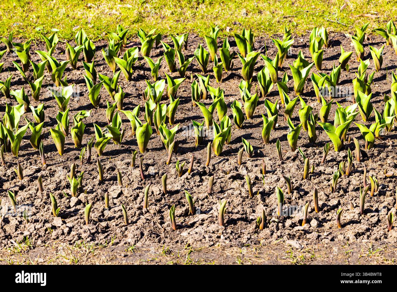 letto di giovani tulipani verdi, primo piano. i giovani tulipani crescono sul terreno. giovani germogli di tulipani. prato piantato con tulipani Foto Stock