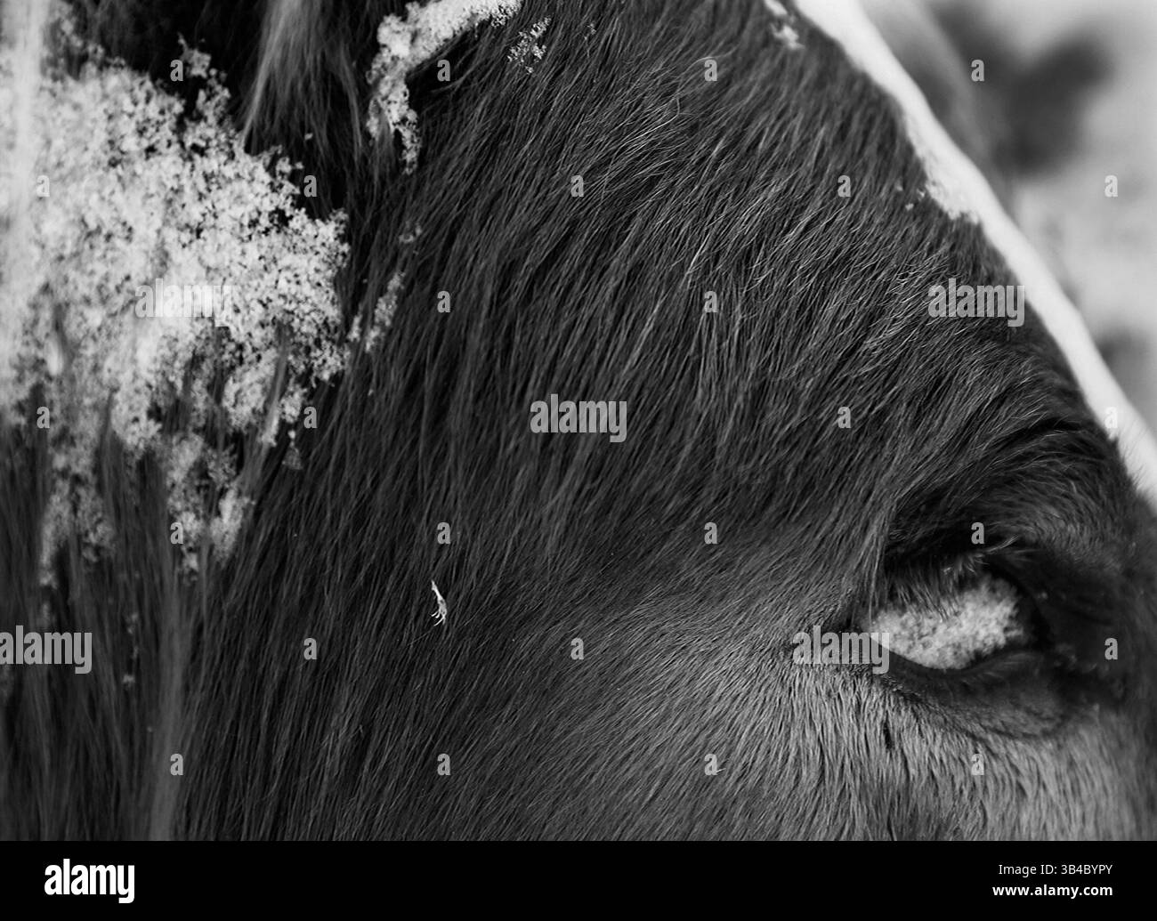 15 febbraio 2013 - Pine Ridge Indian Reservation, South Dakota - questo cavallo congelato, colpito da un'auto, è stato trovato sul lato di una strada del Bureau of Indian Affairs (BIA) nel bel mezzo dell'inverno nella riserva di Pine Ridge. Il cavallo e il bufalo sono i due animali più importanti della cultura Lakota. (Immagine di credito: © Richard Tsong-Taatarii/zReportage.com via ZUMA Press) Foto Stock