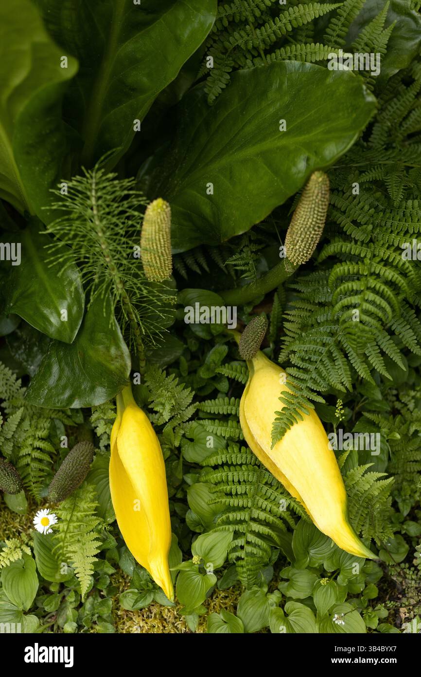 Lysichiton americanus - cavolo skunk occidentale, vicino a felci e margherite, a Coos Bay, Oregon. Foto Stock