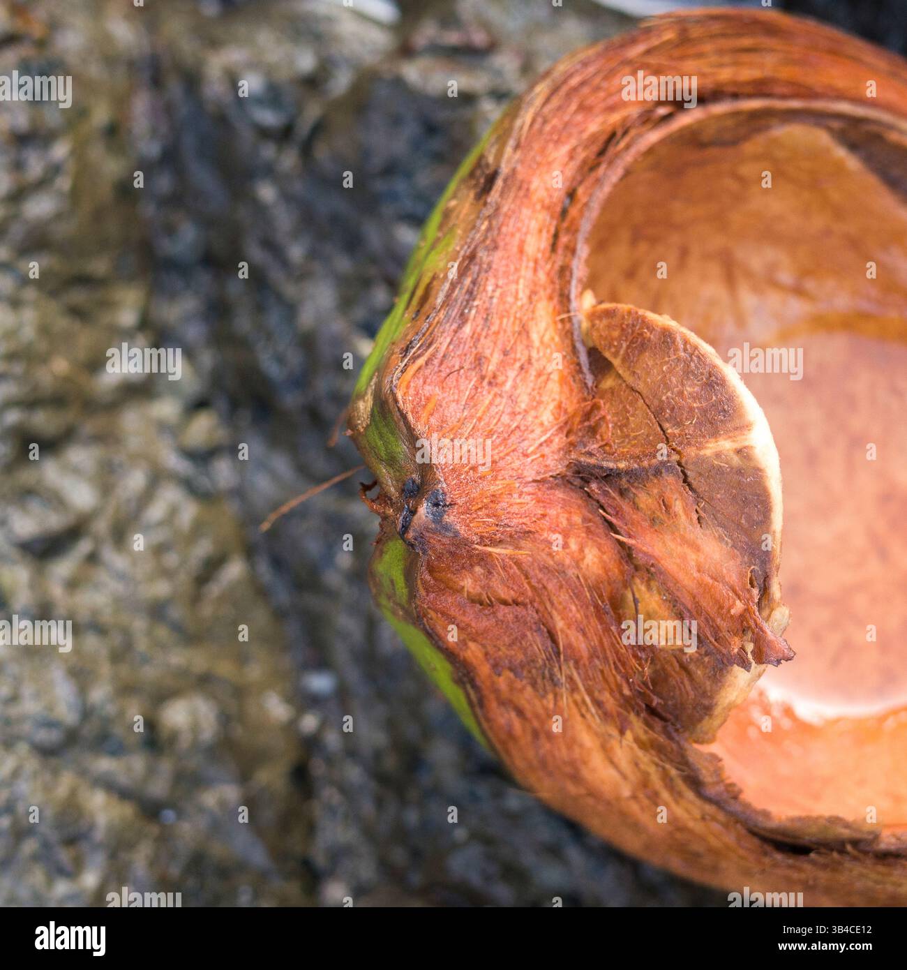 I resti scavati di una noce di cocco, giacenti a terra, Panama Foto Stock