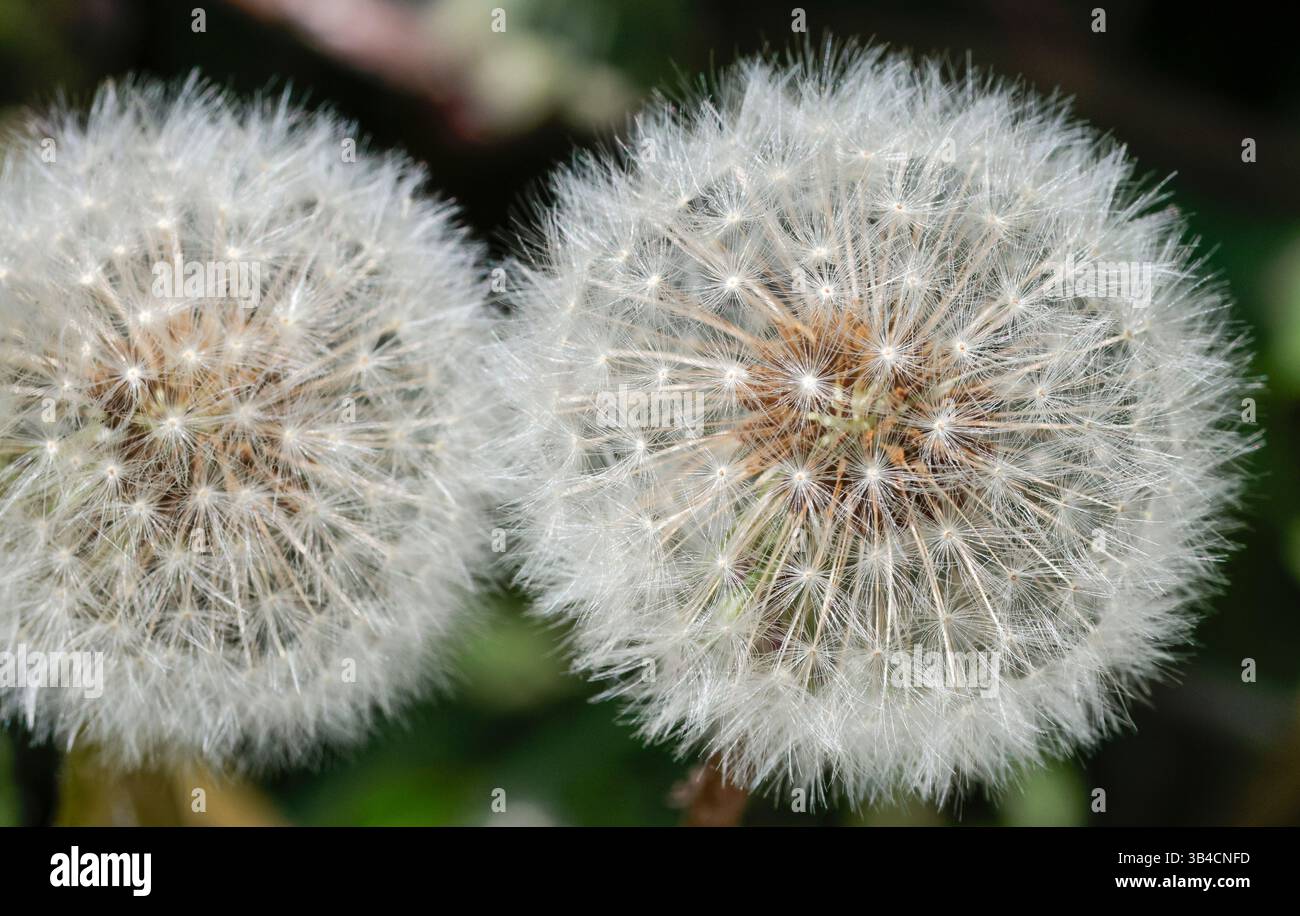 Dandelion Taraxacum officinale, teste di semi di orologio bianco e soffice esterno con gambi di semi castani che si staccano quando soffiati per allontanarsi dai venti verso nuovi terreni Foto Stock