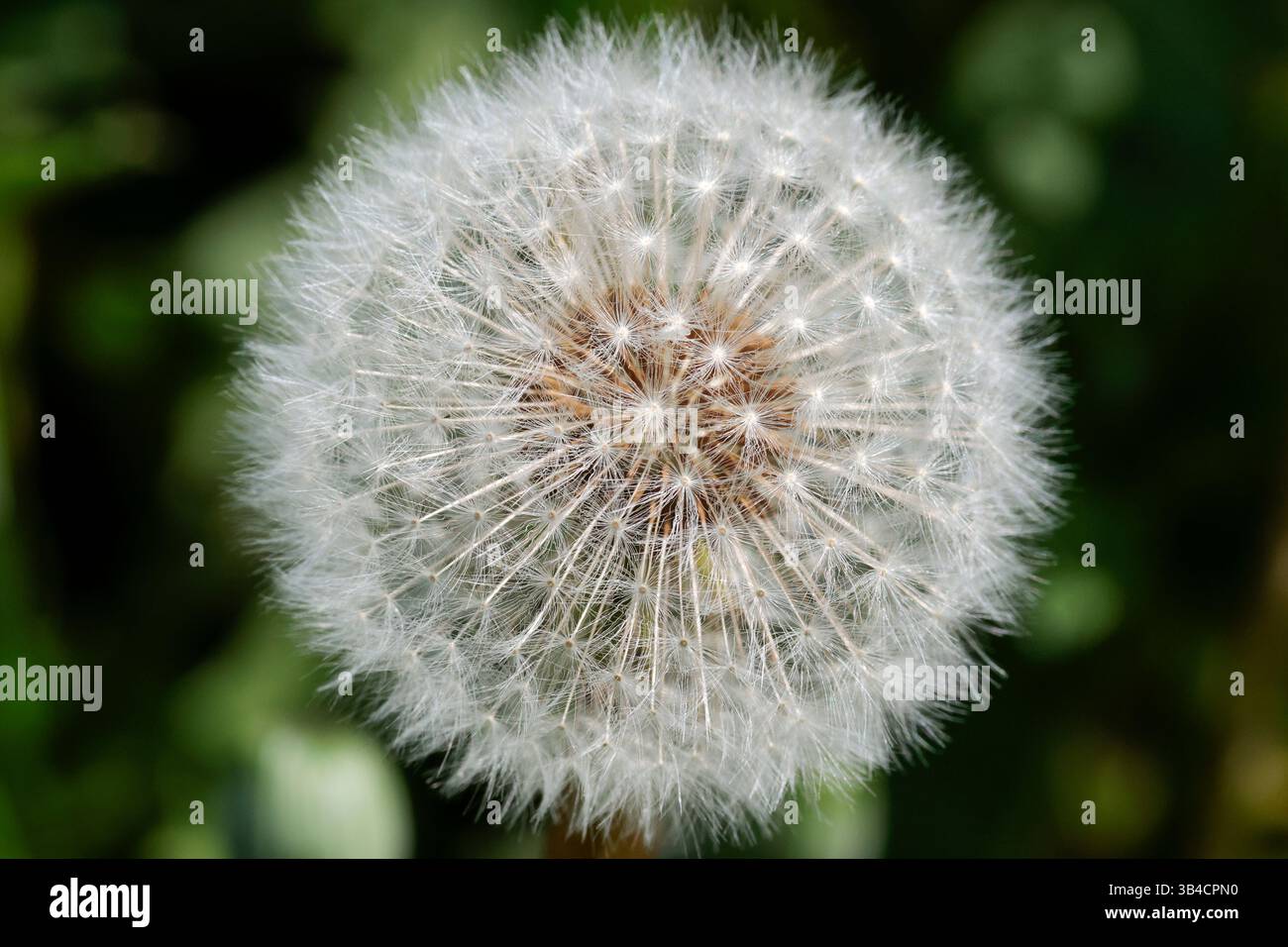 Dandelion Taraxacum officinale, teste di semi di orologio bianco e soffice esterno con gambi di semi castani che si staccano quando soffiati per allontanarsi dai venti verso nuovi terreni Foto Stock