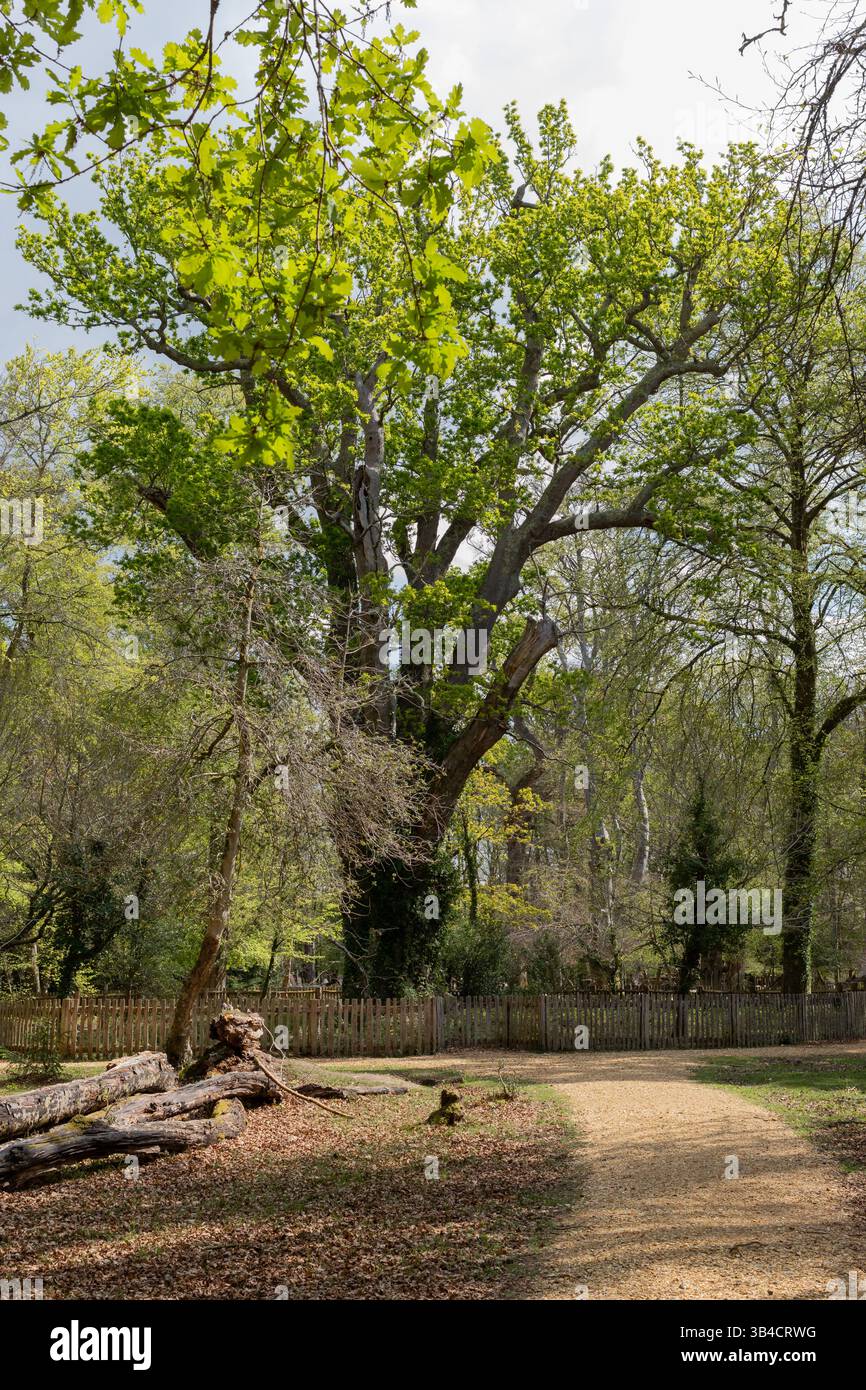 Il Knightwood Oak, uno degli alberi più antichi della New Forest. Hampshire, Inghilterra Regno Unito Foto Stock