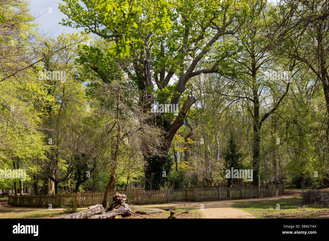 Il Knightwood Oak, uno degli alberi più antichi della New Forest. Hampshire, Inghilterra Regno Unito Foto Stock