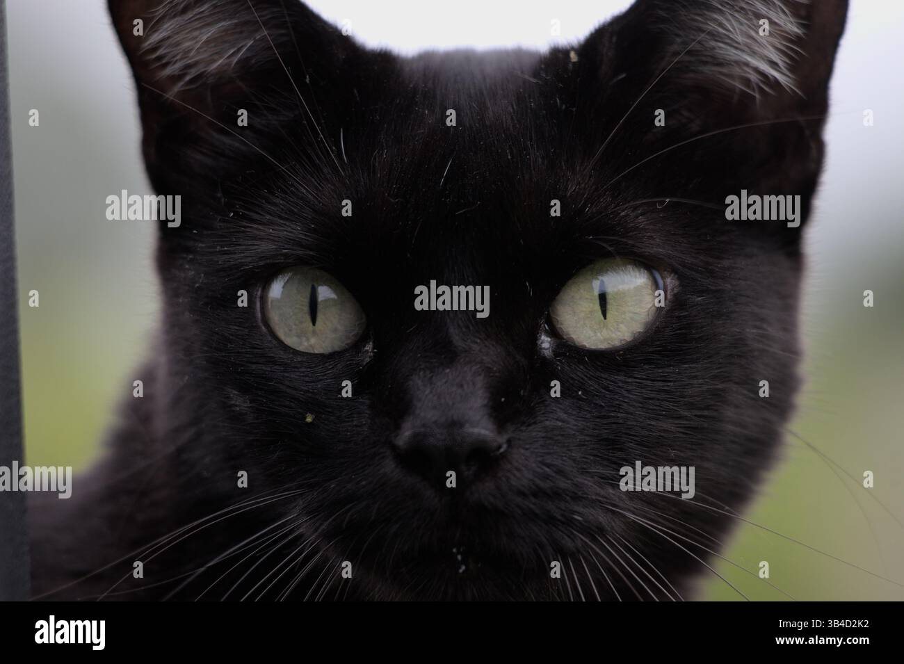 gatto posteriore con occhi verdi, faccia di gatto con zoom, carino animale Foto Stock