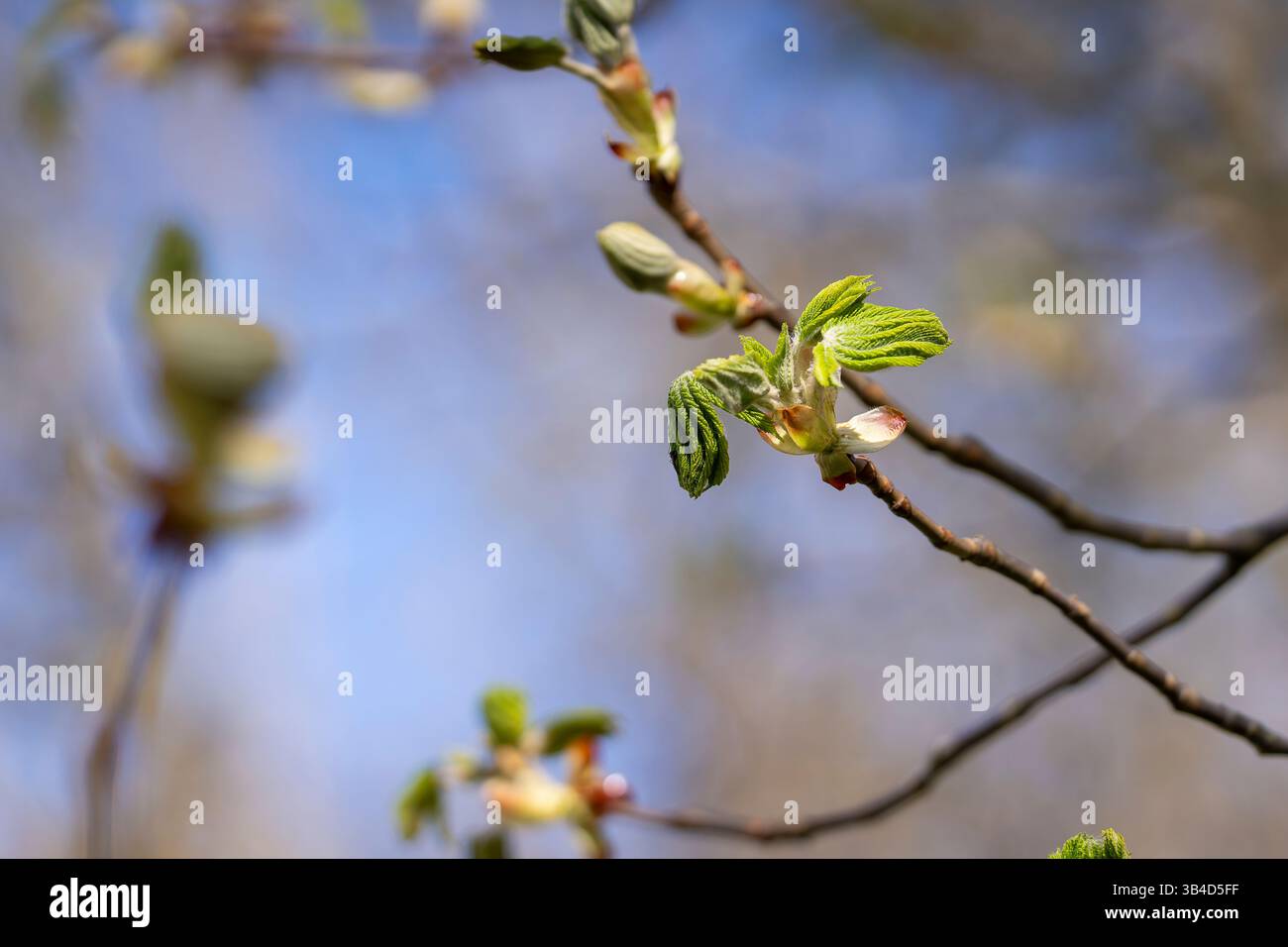 Foglie primaverili del castagno comune (Aesculus hippocastanum). Bocciolo appiccicoso di ippocastano con foglie piegate che si dispiegano, molla. Foto Stock
