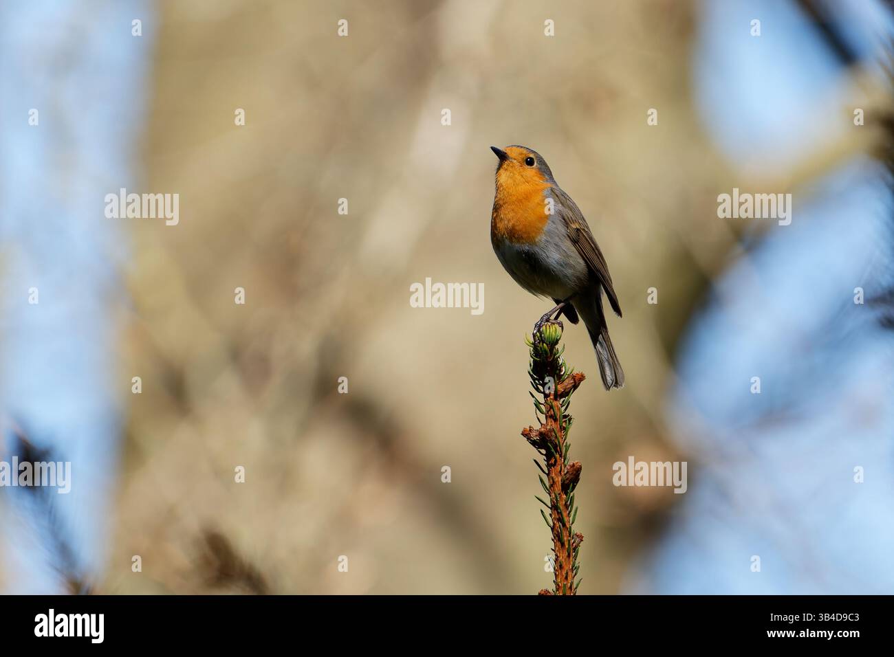 robin europeo (erithacus rubecula) arroccato sulla sommità di un ramoscello di abete rosso in luce naturale Foto Stock robin europeo (erithacus rubecula) arroccato sulla sommità di un ramoscello di abete rosso in luce naturale Foto Stock