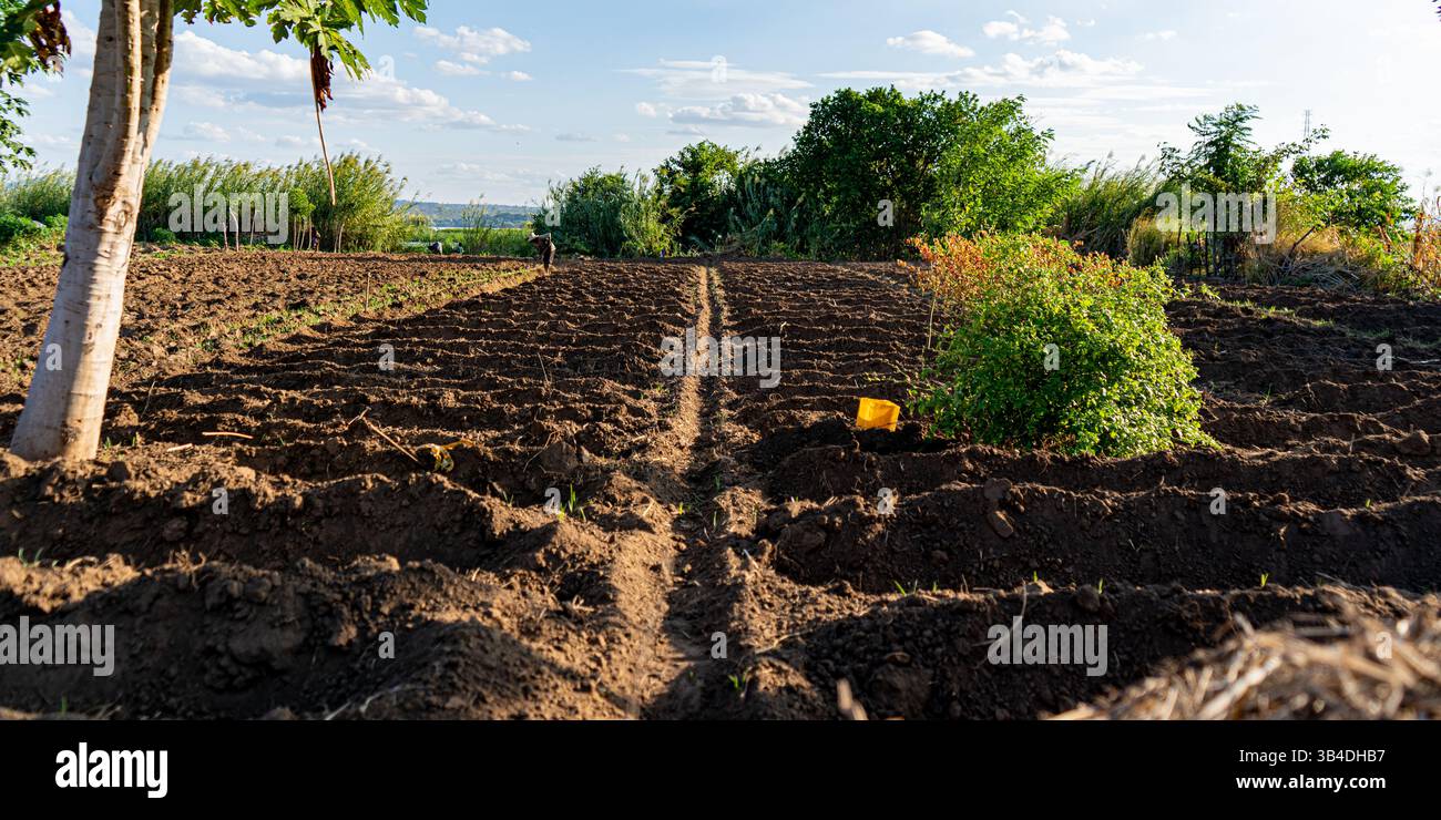 File di campi agricoli organizzati con cespuglio e benna gialla in ambiente rurale Foto Stock