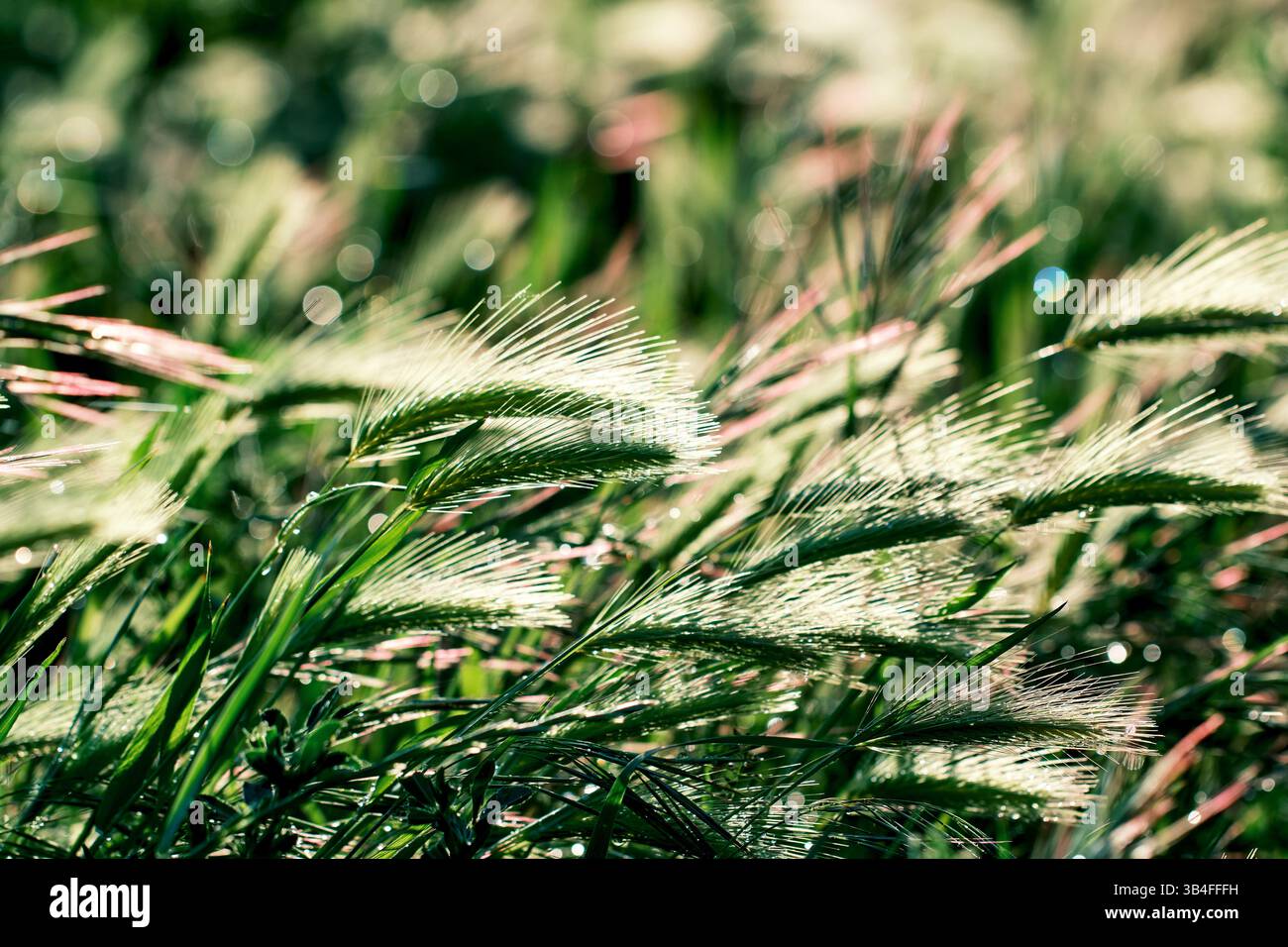 Primo piano di erba verde fresca che risplende con rugiada mattutina, creando una tranquilla scena naturale. Navarra, Spagna Foto Stock