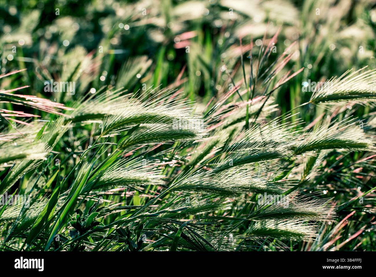 Primo piano di erba verde fresca che ondeggia al vento, coperta da scintillanti gocce di rugiada alla luce del mattino. Navarra, spagna Foto Stock