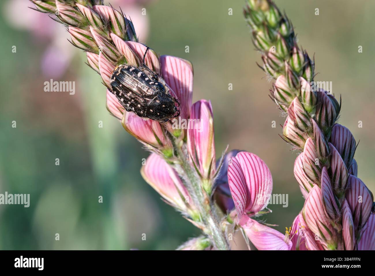Coleottero Oxythyrea funesta con macchie bianche poggiate su un fiore rosa di sainfoin, che mostra l'impollinazione in un ambiente naturale. Navarra, spagna Foto Stock