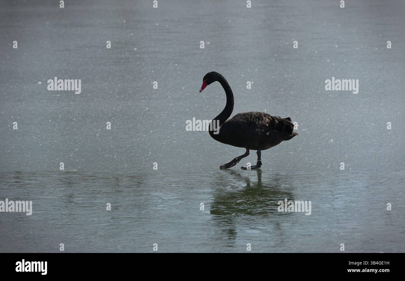 Questa tranquilla fotografia cattura un cigno nero con un becco rosso che cammina sulla superficie liscia e ghiacciata di un lago ghiacciato. L'elegante postura dell'uccello Foto Stock Questa tranquilla fotografia cattura un cigno nero con un becco rosso che cammina sulla superficie liscia e ghiacciata di un lago ghiacciato. L'elegante postura dell'uccello Foto Stock