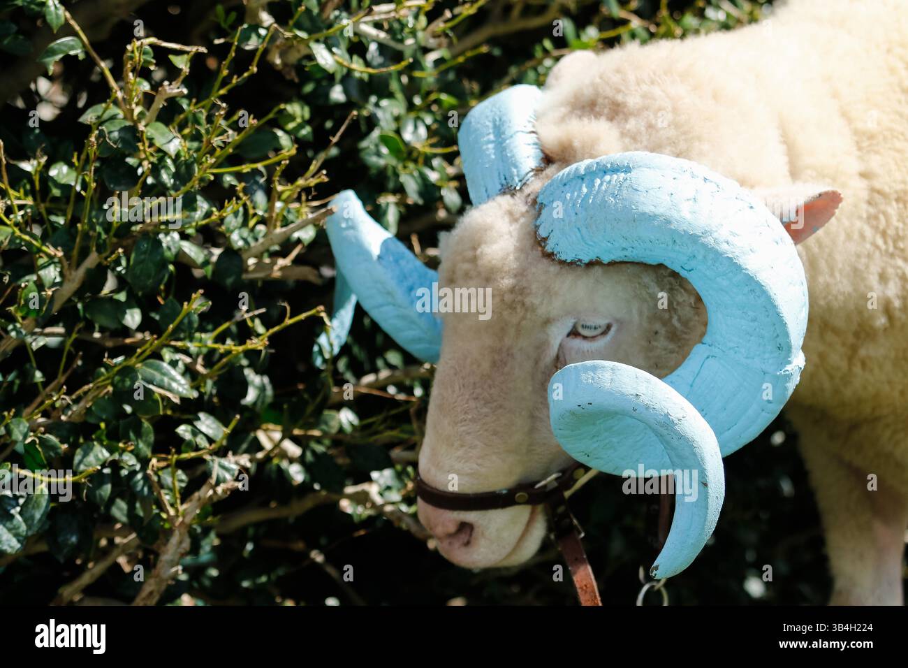 19 settembre 2015: Incontro di calcio NCAA tra i Fighting Illini dell'Illinois e i North Carolina Tarheels al Kenan Memorial Stadium di Chapel Hill, North Carolina. Scott Kinser/CSM(immagine di credito: © Scott Kinser/CSM via ZUMA Wire) Foto Stock