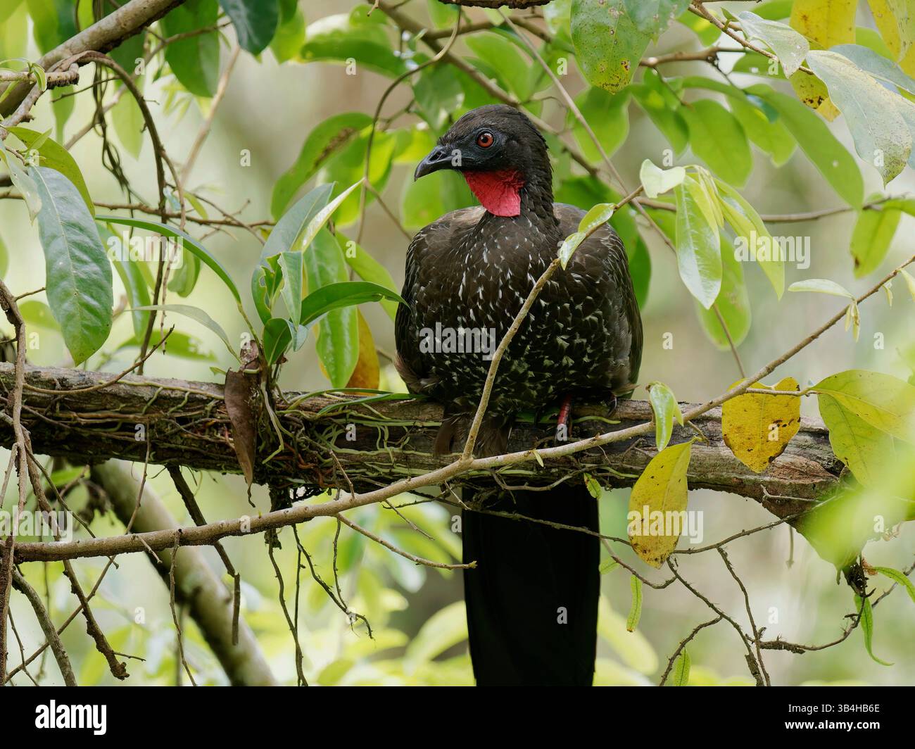 Crested Guan Foto Stock