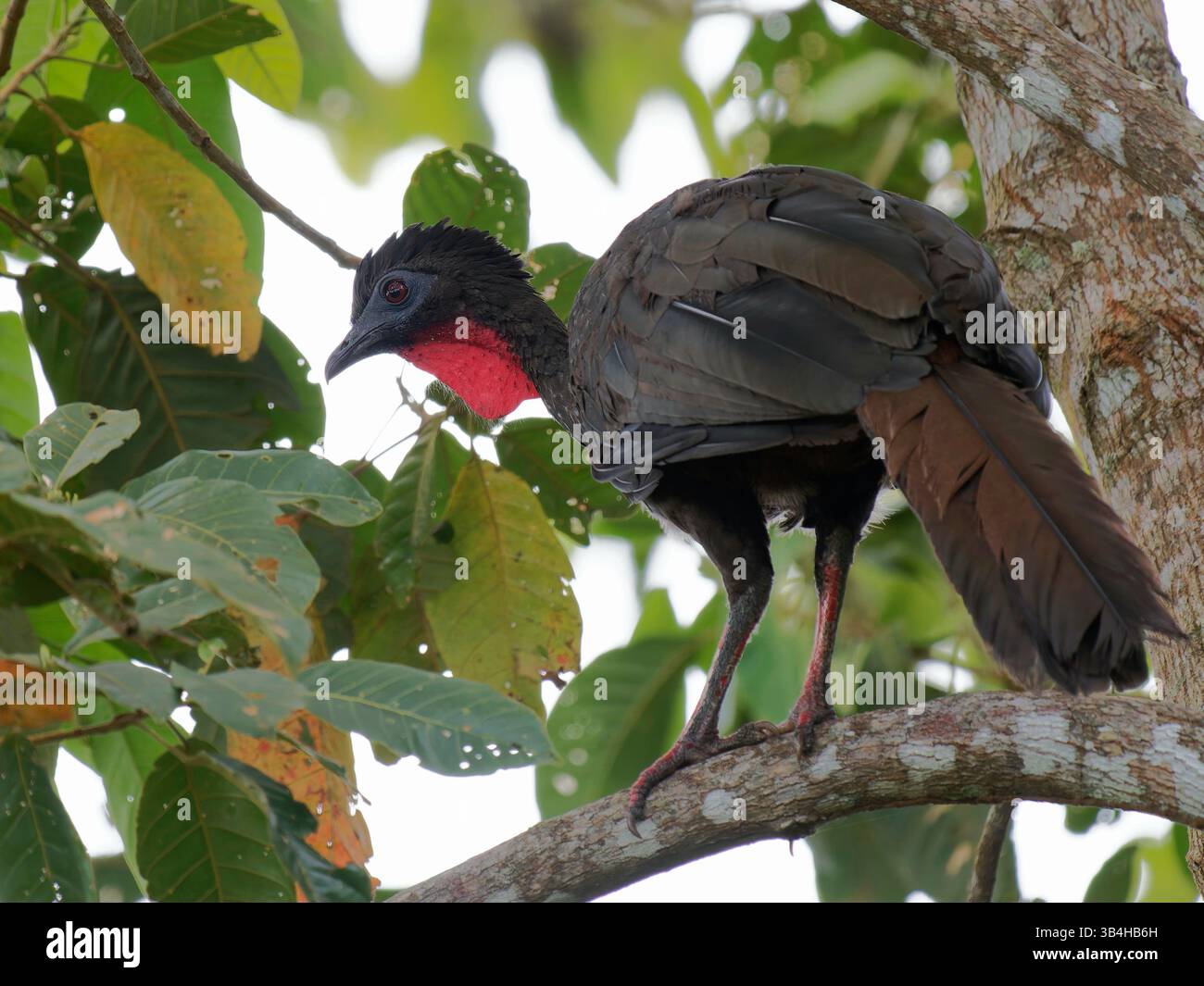 Crested Guan Foto Stock