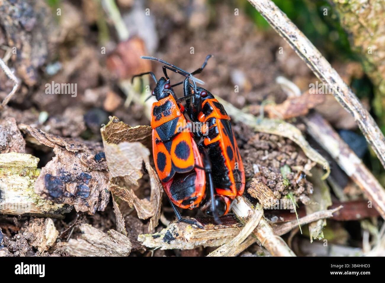 Insetto (Pyrrhocoris apterus) che cammina sulla corteccia degli alberi, Dompierre-sur-Besbre, Francia. Foto Stock