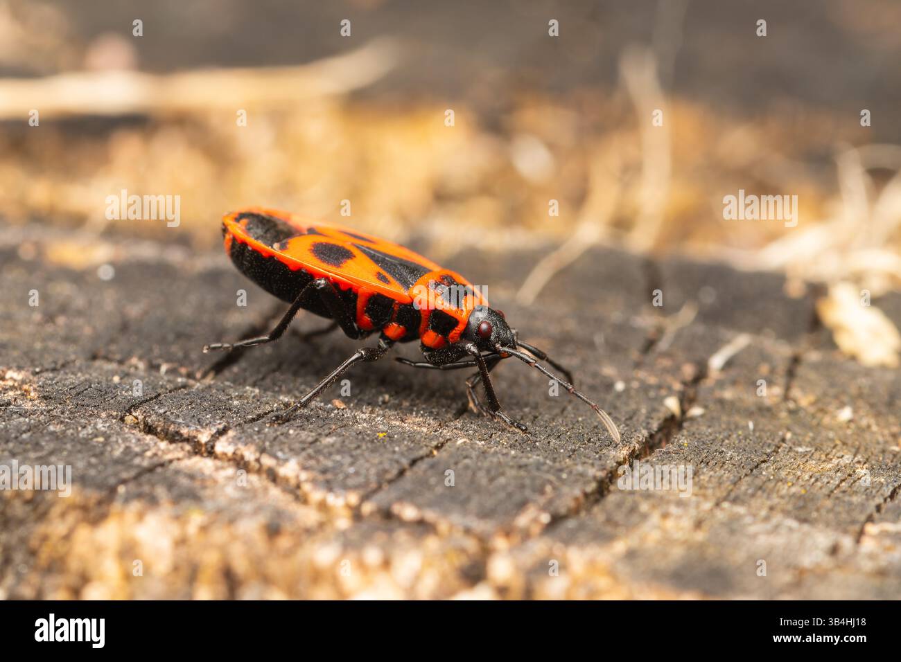 Insetto (Pyrrhocoris apterus) che cammina sulla corteccia degli alberi, Dompierre-sur-Besbre, Francia. Foto Stock