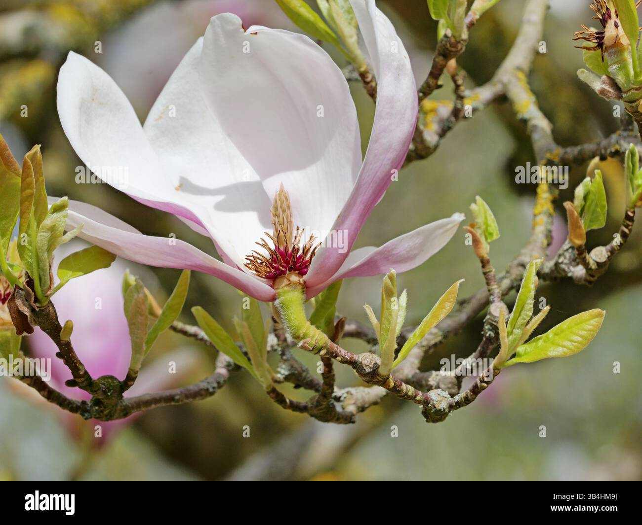 Il tulipano magnolia fiorisce dolcemente in bianco-rosa. La sua stazza trasporta polline scuro. Una meraviglia primaverile che incanta la natura. Foto Stock