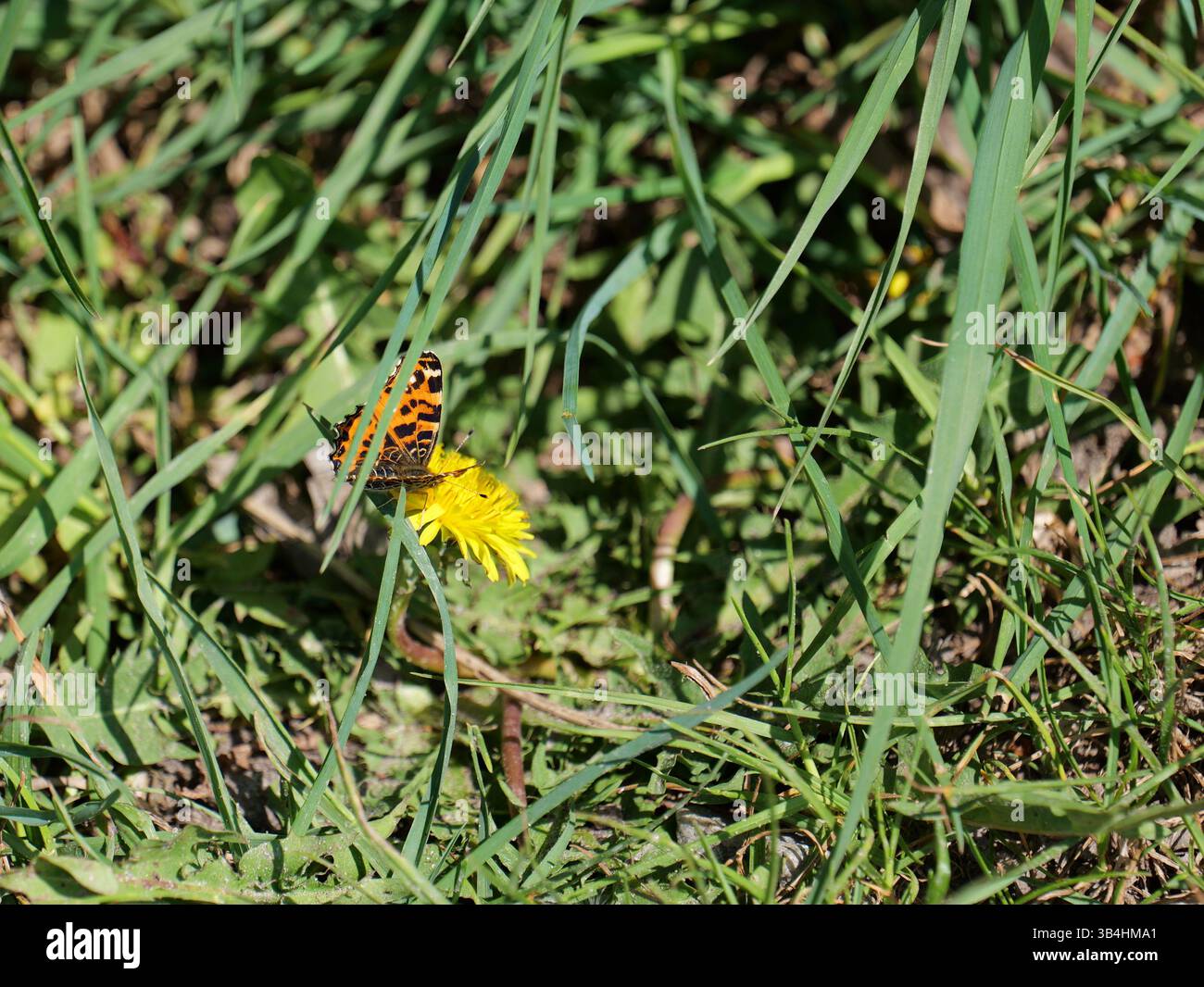Una farfalla di rete si trova su un fiore giallo brillante. Il momento cattura la bellezza della natura e della vita degli insetti. Foto Stock