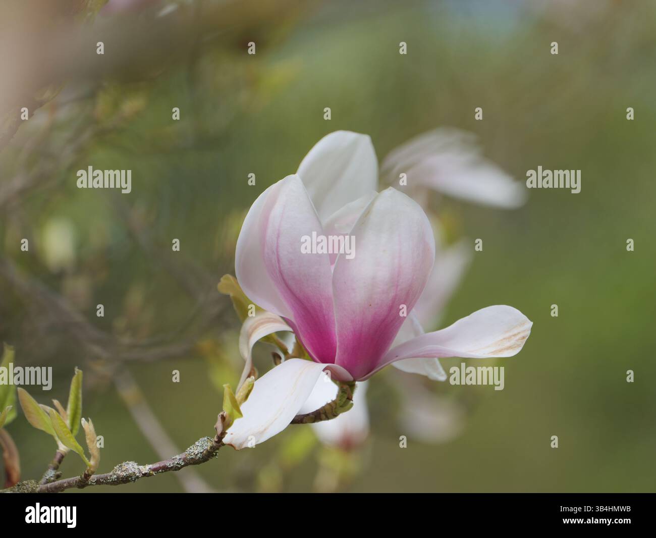 Il tulipano magnolia fiorisce dolcemente in bianco-rosa. La sua stazza trasporta polline scuro. Una meraviglia primaverile che incanta la natura. Foto Stock
