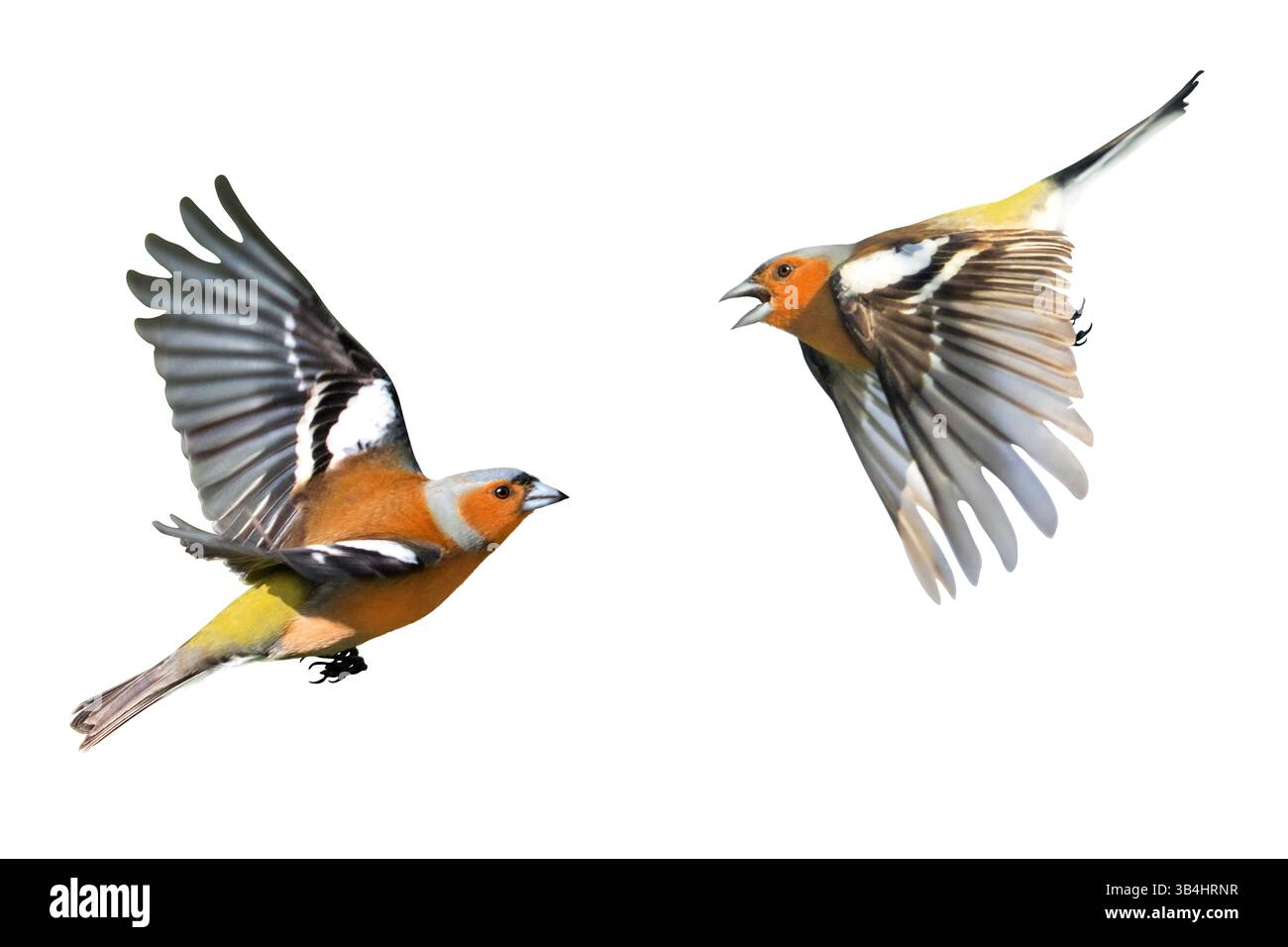 songbird, chaffinch, stadi di volo, isolati su sfondo bianco Foto Stock