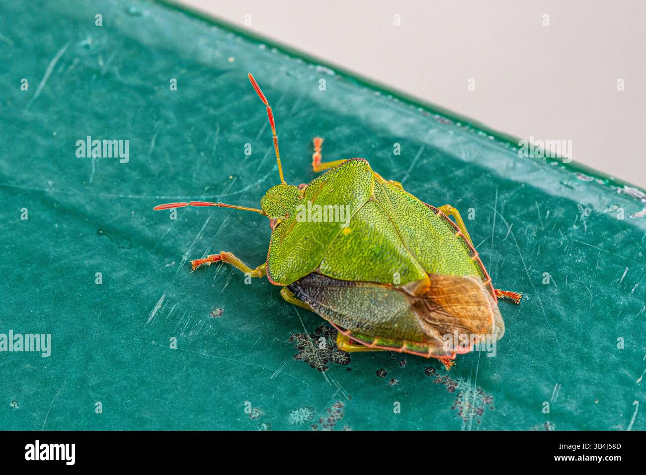 Cimice con scudo verde Palomena prasina appoggiata su una superficie ruvida, vista dorsale che mostra il corpo a forma di scudo e colorazione verde brillante. Foto Stock