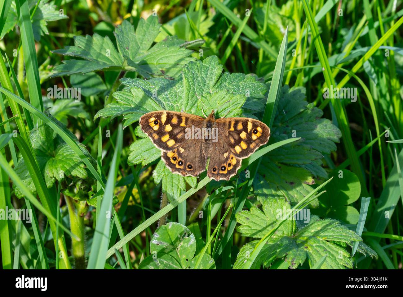 Farfalla in legno macchiato Pararge aegeria che riposa con ali aperte sulla vegetazione verde, mostrando punti di vista e habitat boschivo naturale. Foto Stock