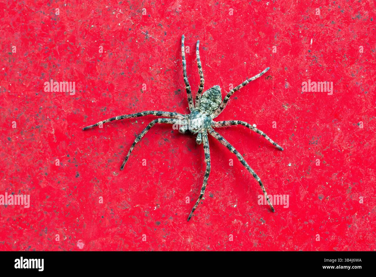 Falso ragno lupo Zoropsis spinimana su una parete rossa, vista dorsale che mostra un modello corporeo chiazzato e gambe lunghe in un ambiente urbano. Foto Stock