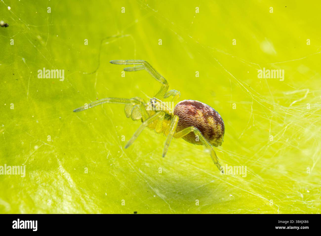 Ragno Nigma walckenaeri appoggiato su una foglia verde, che mostra segni del corpo distinti in una foto macro, catturando i dettagli intricati del suo aspetto. Foto Stock