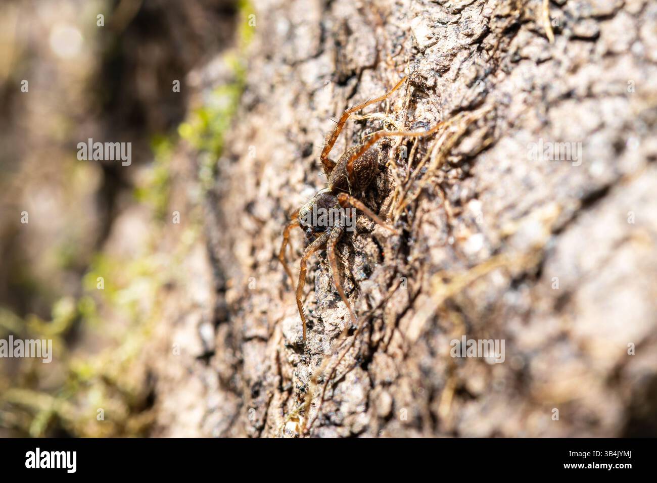 Specifiche Pardosa ragno lupo che poggia su un bosco in una foresta, mimetizzato tra i dintorni naturali nel suo habitat boschivo. Foto Stock