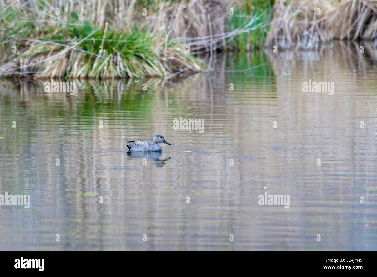 Gadwall (Mareca strepera) nuotando in un habitat di acqua dolce, scivolando senza difficoltà sulla superficie dell'acqua in un ambiente paludoso naturale. Foto Stock
