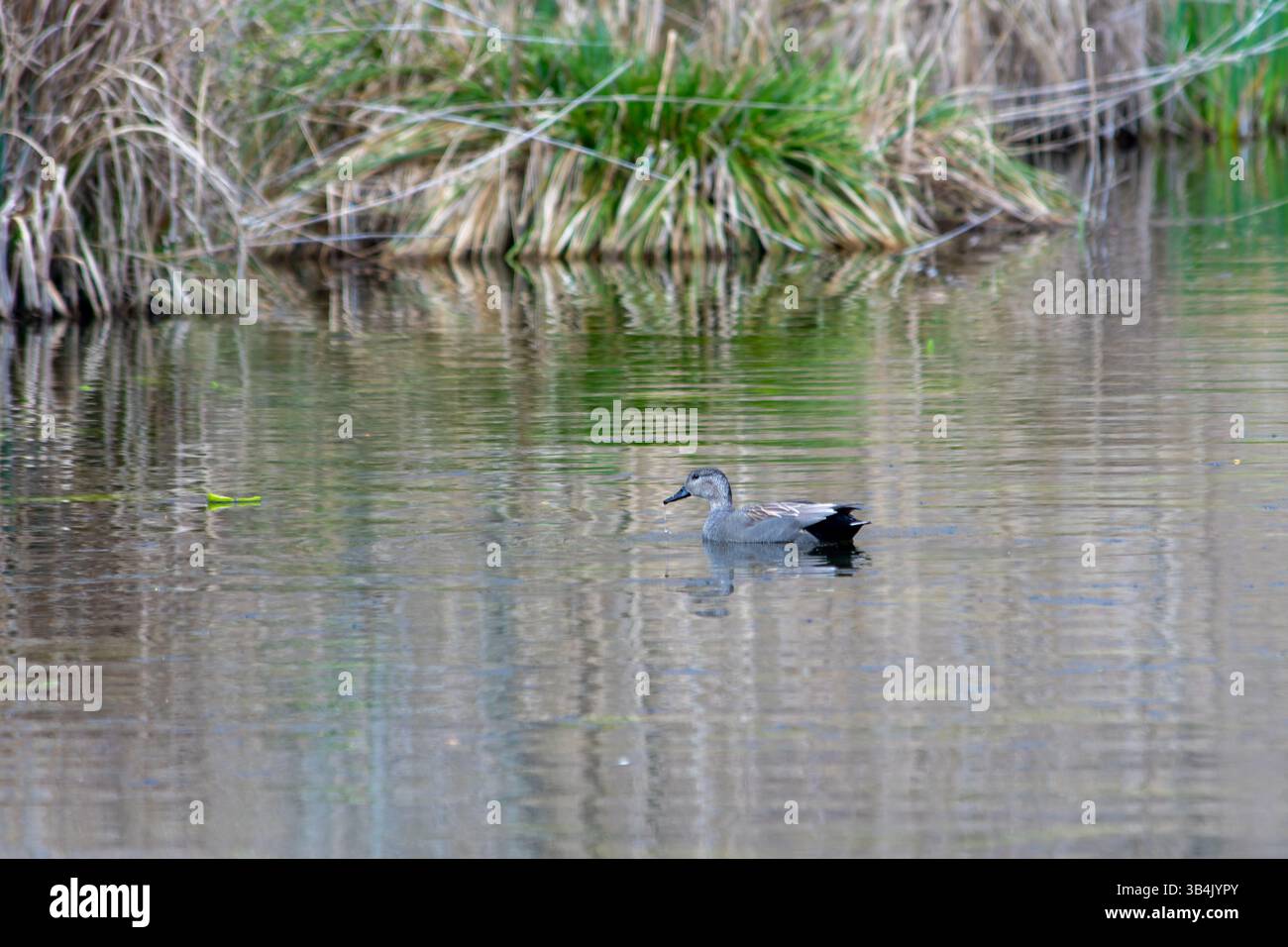 Gadwall (Mareca strepera) nuotando in un habitat di acqua dolce, scivolando senza difficoltà sulla superficie dell'acqua in un ambiente paludoso naturale. Foto Stock