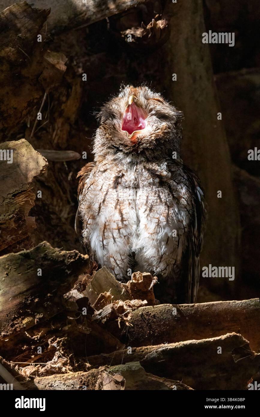 Sbadiglio Eastern Screech-Owl (Megascops asio) - Green Cay Wetlands, Boynton Beach, Florida, USA Foto Stock