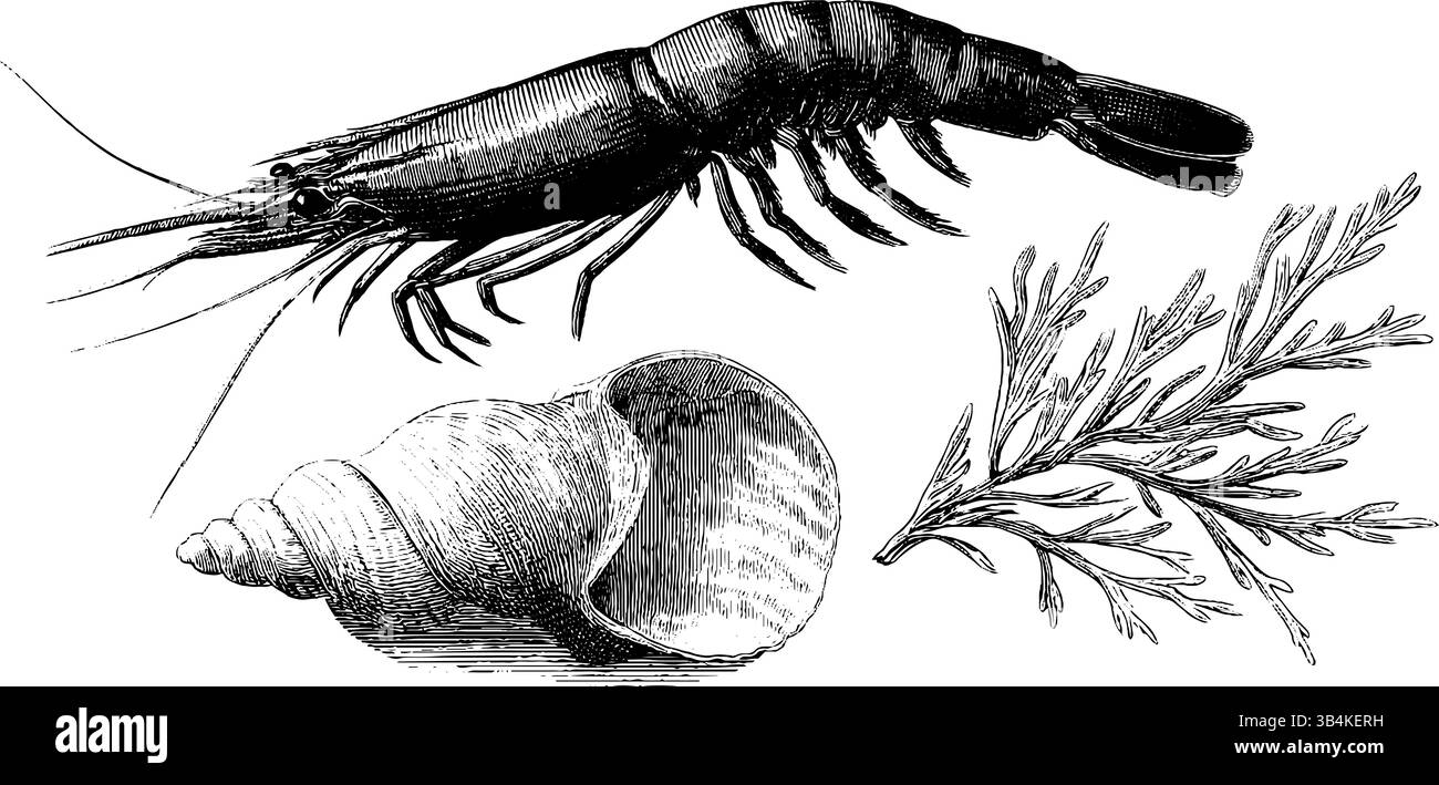 Incisioni vintage sulla vita oceanica con gamberi, schiuma marina e conchiglie per l'arte e il design. Illustrazione Vettoriale