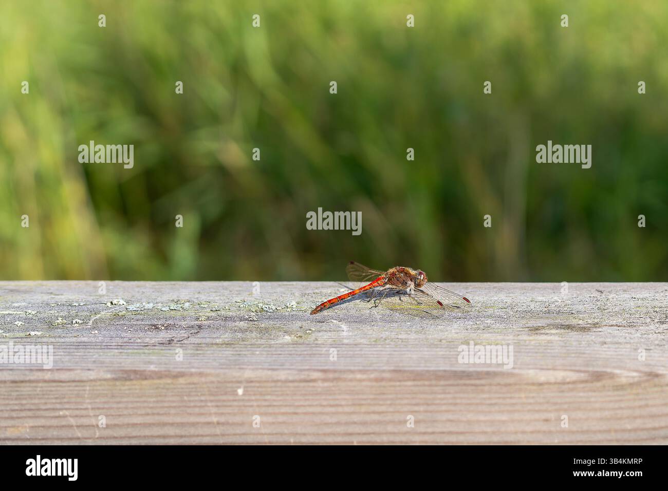 Libellula Darter comune (Sympetrum striolatum). Dragonfly appollaiata su un corrimano di legno con sfondo verde. Foto Stock