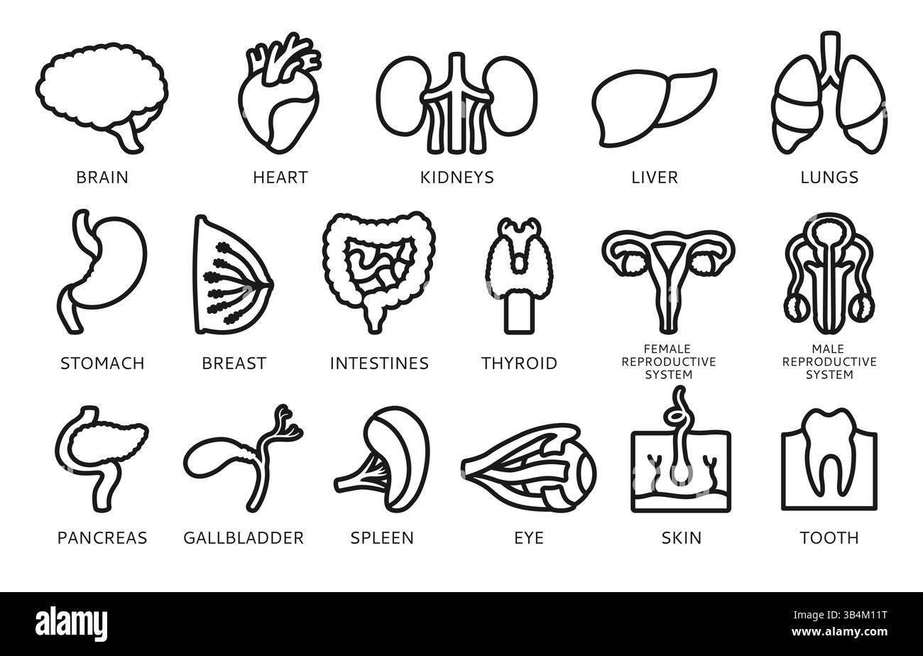 Infografica sul segno degli organi umani con i nomi e la descrizione. Simbolo lineare polmone, cervello, cuore, sistema riproduttivo femminile maschile, pelle capelli dente occhio, corpo elementi raccolta. Set di icone illustrazione vettoriale Illustrazione Vettoriale