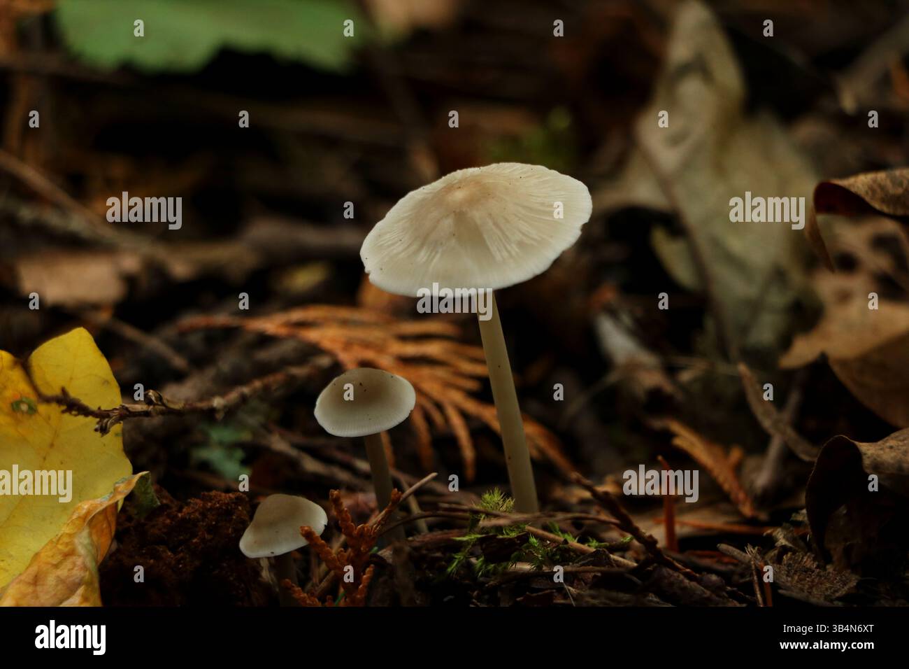 Un trio di funghi che crescono dal fondo della foresta in un giorno d'autunno. Girato al Powell Butte Nature Park di Portland, Oregon Foto Stock