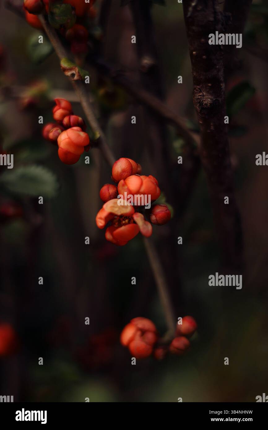 fiori rossi bellissime gemme su sfondo verde magico bokeh per cartolina Foto Stock