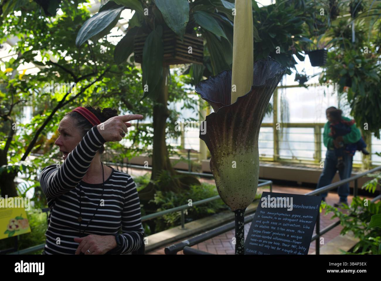 Una donna punta a un grande Amorphophallus titanum (fiore del cadavere) in un ambiente serra. Altre piante e una persona sullo sfondo sono sfocate. T Foto Stock Una donna punta a un grande Amorphophallus titanum (fiore del cadavere) in un ambiente serra. Altre piante e una persona sullo sfondo sono sfocate. T Foto Stock