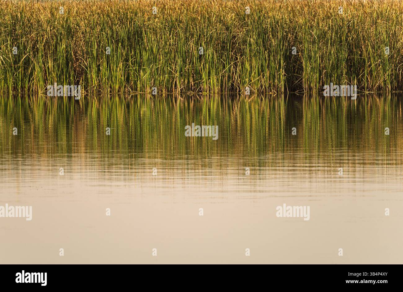 L'acqua ferma riflette le canne e i loro riflessi dorati sotto un bellissimo cielo nebbioso. Foto Stock