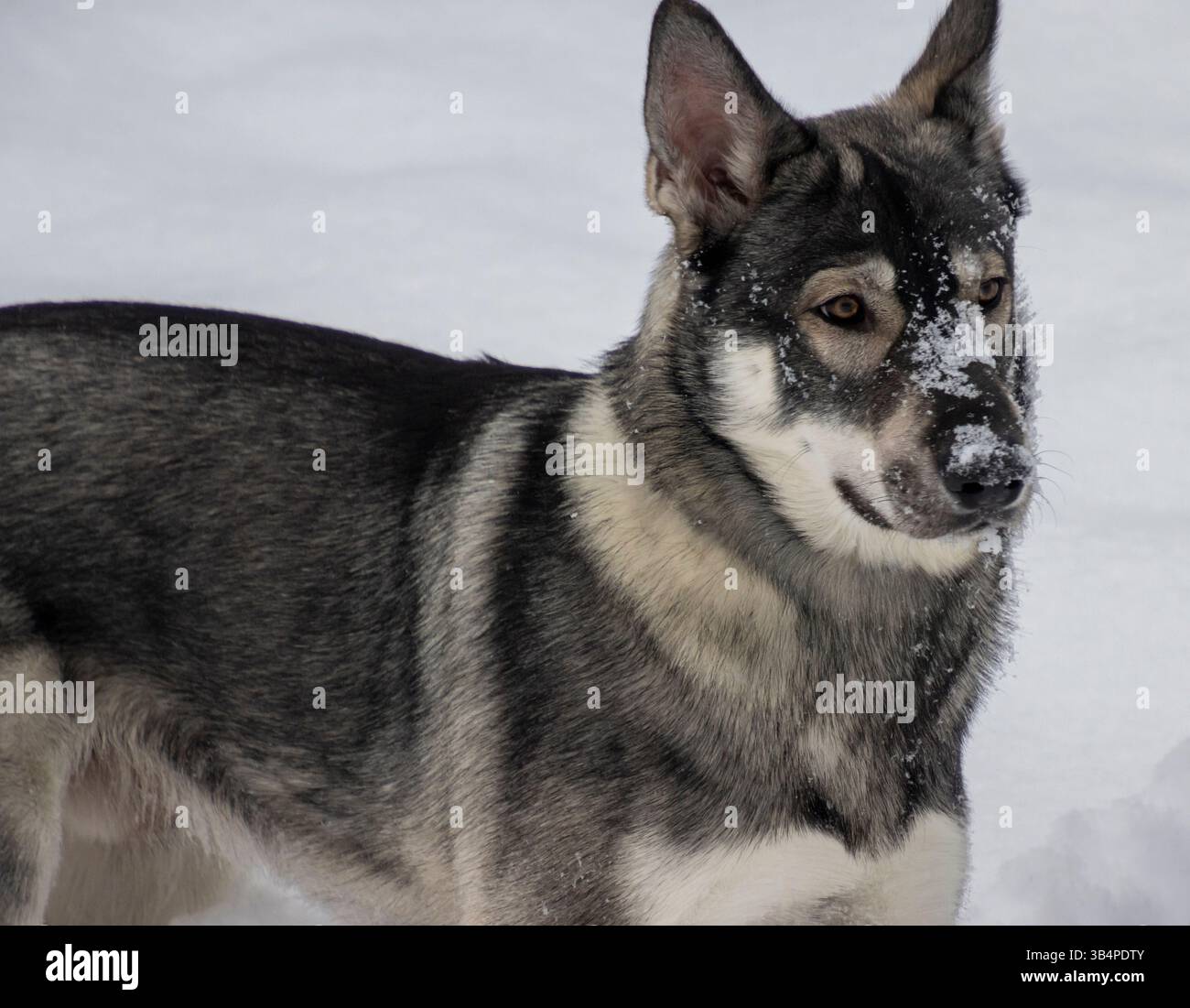 Un bel cane grigio ama la neve invernale, giocando in una radura della foresta. Il paesaggio innevato circonda l'energico canino, aggiungendosi a questo Foto Stock