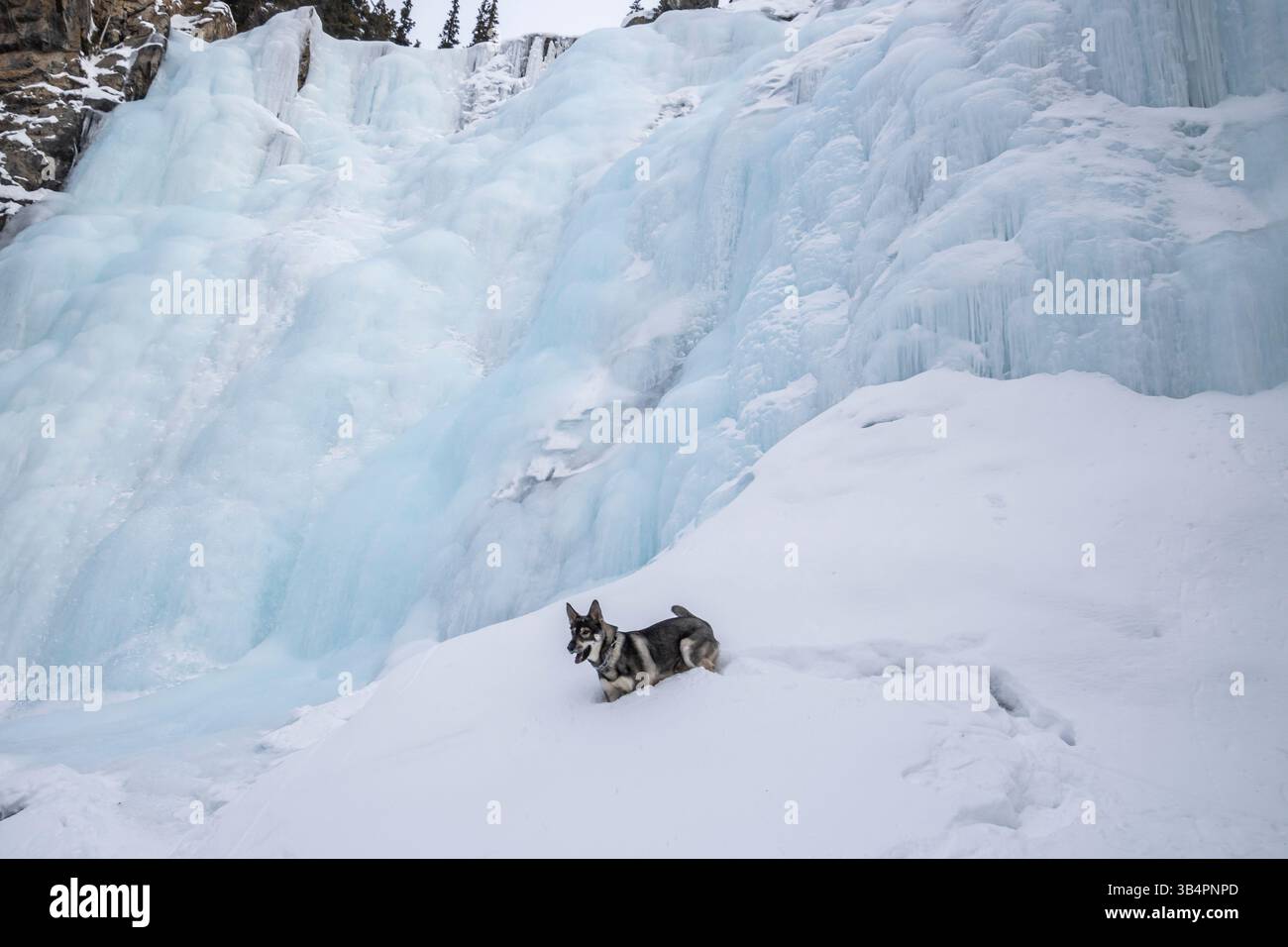 Un husky esplora con gioia il terreno innevato accanto a una splendida cascata ghiacciata. Il blu e il bianco ghiacciato creano una splendida atmosfera invernale, con spettacoli Foto Stock