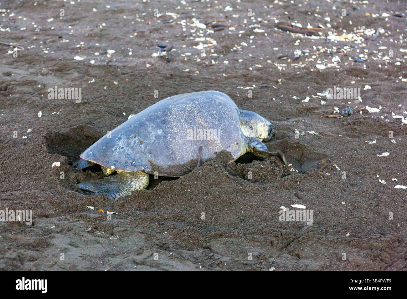 Una tartaruga marina Lepidochelys olivacea (Olive ridley) che scavava una camera d'uovo per deporre le uova all'Ostional Wildlife Refuge in Costa Rica Foto Stock
