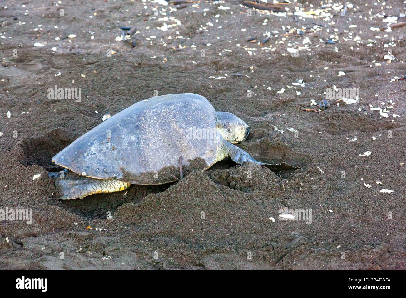 Una tartaruga marina Lepidochelys olivacea (Olive ridley) che scavava una camera d'uovo per deporre le uova all'Ostional Wildlife Refuge in Costa Rica Foto Stock